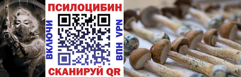 Галлюциногенные грибы Psilocybine cubensis Можайск